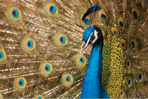 Chim công Công-gô có nguồn gốc từ Trung Phi. Loài chim công này không có bộ lông đuôi to lớn bằng 2 loài chim công kia. Nó là quốc điểu của nước cộng hòa Công-gô.