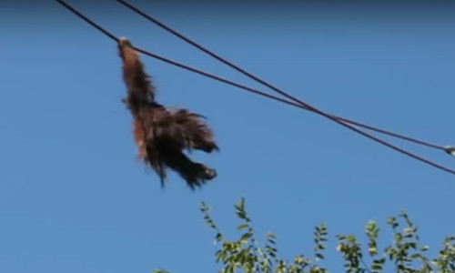 Kinh ngac duoi uoi du day nhu dien xiec