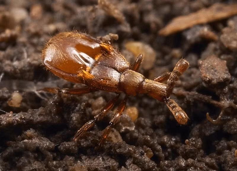 Để đột nhập vào tổ kiến Lasius flavus, bọ cánh cứng Pselaphid giả chết để khiến lũ kiến lầm tưởng đó là một miếng ăn ngon, tự nguyện khiêng bọ về tổ. Lúc đó, con bọ chỉ việc “sống lại” và thưởng thức món ấu trùng, nhộng kiến yêu thích.