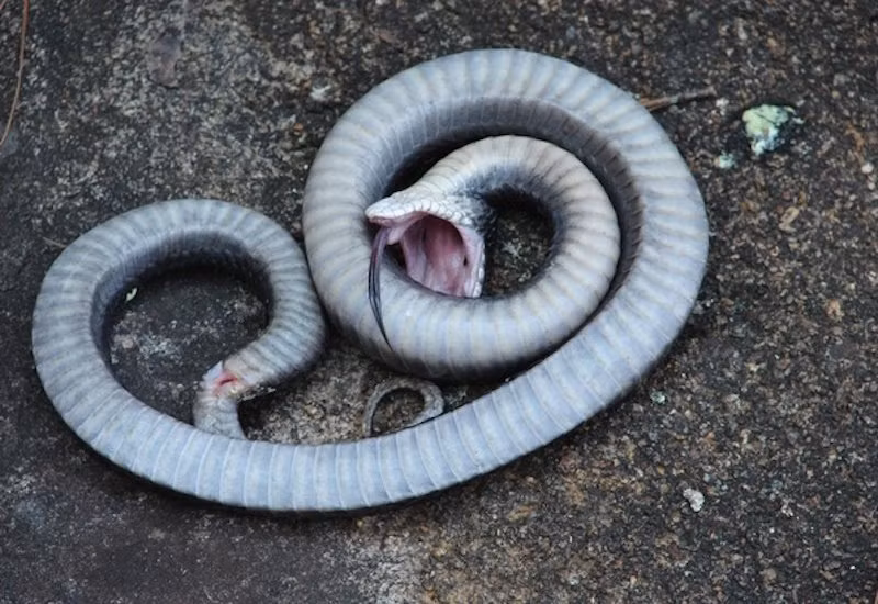 Khi bị đe dọa, rắn Hognose bành cổ ra như rắn hổ mang, rít lên và mổ vào đối phương. Nếu kẻ thù vẫn không sợ, nó quay sang giả vờ chết bằng cách lăn quằn quại mấy vòng liên tiếp, ngửa trắng bụng lên, miệng há ra, lưỡi cũng thè ra, thậm chí ngừng thở hay nôn ra máu.