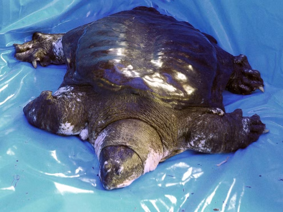 Theo Hiệp hội bảo tồn động vật hoang dã, cụ rùa này hiện đã được 100 tuổi và là con cái cuối cùng được biết đến của loài rùa Rafetus swinhoei.