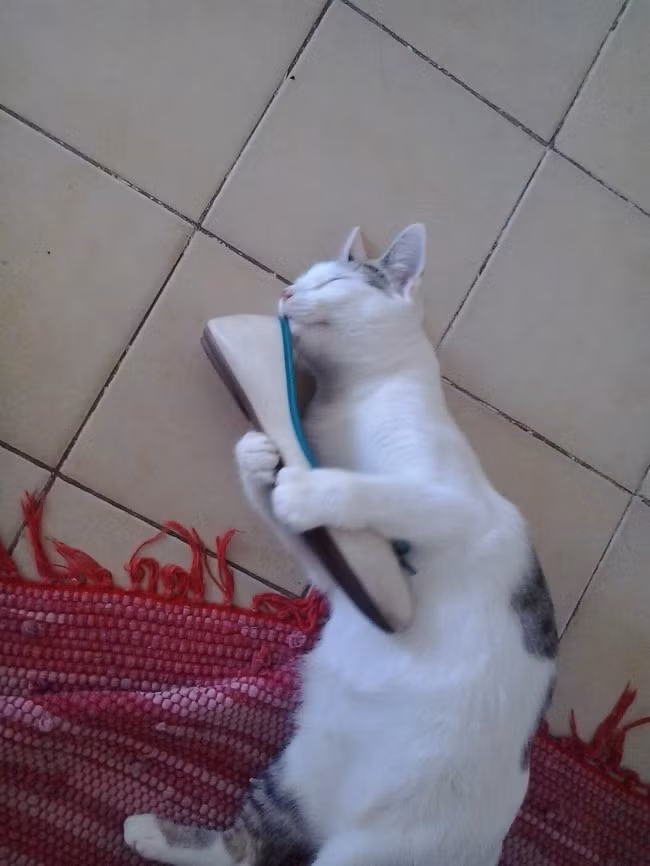 Yêu giày đến nỗi con mèo này ôm thật chặt một chiếc giày búp bê khi đi ngủ.