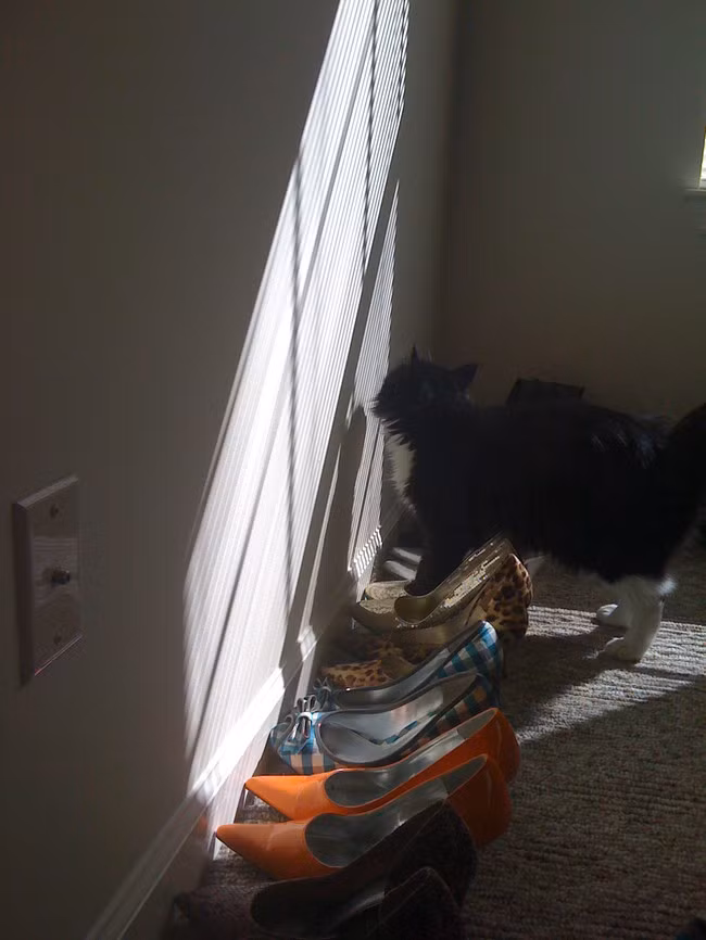 Chú mèo này gặp nỗi băn khoăn y hệt những tín đồ thời trang thực sự, đúng “thật khó để chọn một trong số những đôi giày xinh đẹp này!”