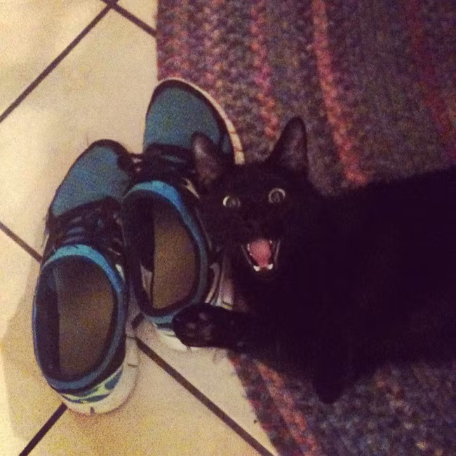 Con vật nhe nanh giương vuốt với bất kỳ ai có ý định xâm phạm đến đôi giày của nó.