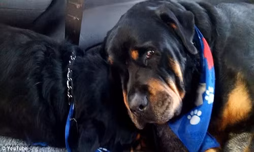 Cam dong chu cho khoc ben xac cua anh trai