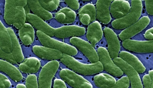 Bạn có biết rằng 1 mililit nước biển chứa một triệu vi khuẩn và 10 triệu virus. May mắn là hầu hết trong số đó là vô hại.