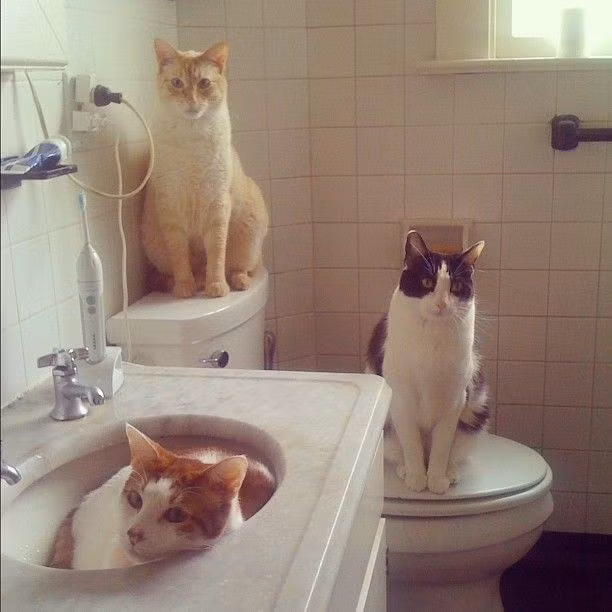 Ba con mèo quan sát không chớp mắt ở những vị trí thuận lợi trong toilet.