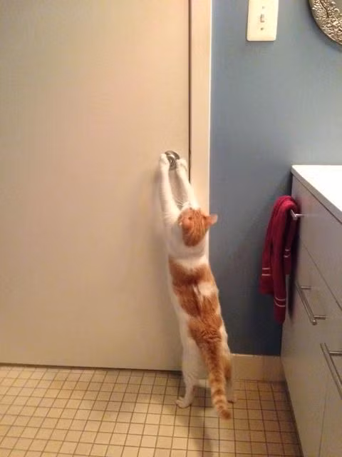 Chú mèo nhỏ này đang cố tìm cách mở cửa vào toilet.