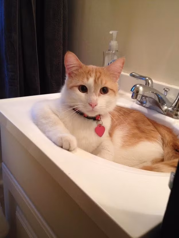 Con mèo đáng yêu nằm bất động trong bồn rửa mặt và quan sát chủ nhân không chớp mắt.