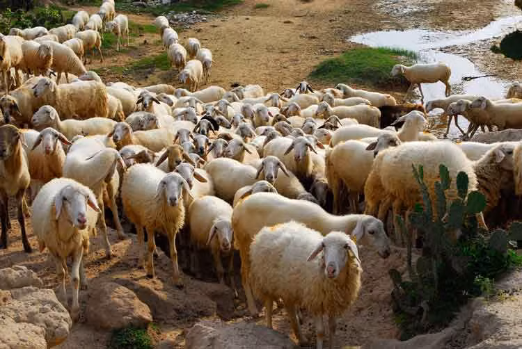 Các nghiên cứu chỉ ra rằng khoảng 8% cừu đực bị hấp dẫn bởi những con cừu đực khác.