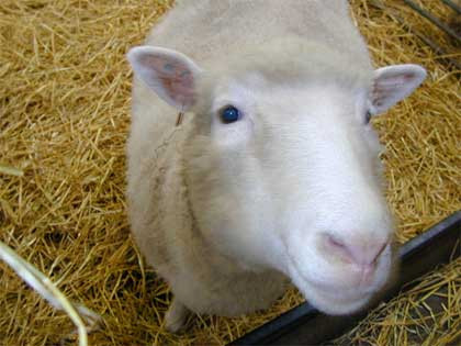 Năm 1996, một chú cừu có tên Dolly là động vật có vú đầu tiên được nhân bản vô tính từ một tế bào xôma.