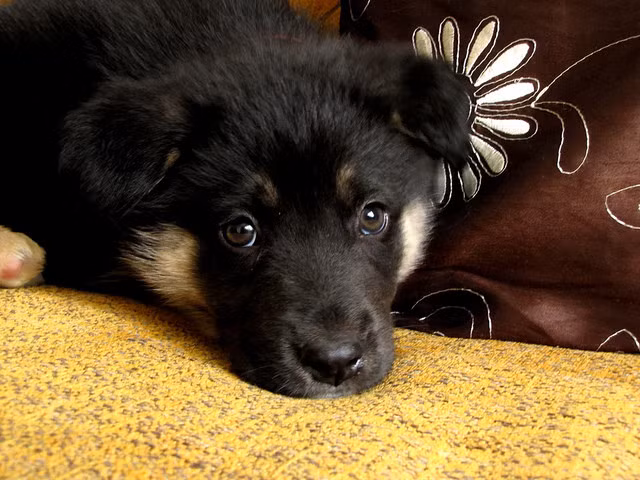 Tuy có khuôn mặt hết sức biết lỗi nhưng thực ra những chú chó tinh nghịch này không bao giờ có cảm giác hối hận hay tội lỗi vì những gì chúng đã làm.