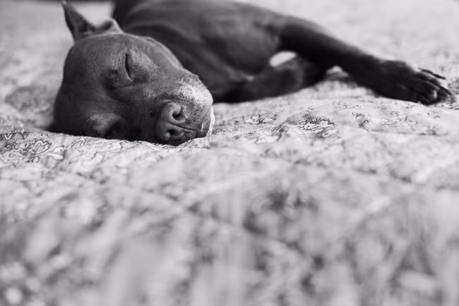 Dukes chìm vào giấc ngủ say.