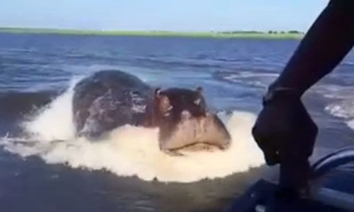 Hà mã điên cuồng rẽ nước đuổi theo thuyền du khách Ha ma dien cuong re nuoc duoi theo thuyen du khach