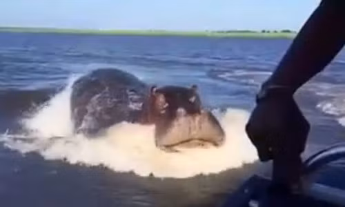 Hà mã điên cuồng rẽ nước đuổi theo thuyền du khách Ha ma dien cuong re nuoc duoi theo thuyen du khach