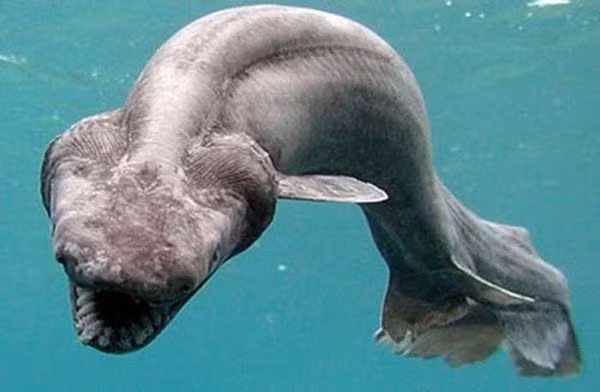  Cá mập mào là một loài cá mập đầu bò tồn tại trên trái đất từ 150 triệu năm trước, phân bố ngoài khơi phía đông Australia với diện mạo dường như là sự kết hợp của một con cá mập và cá chình. May mắn thay, chúng chỉ sinh sống dưới gần đáy đại dương.