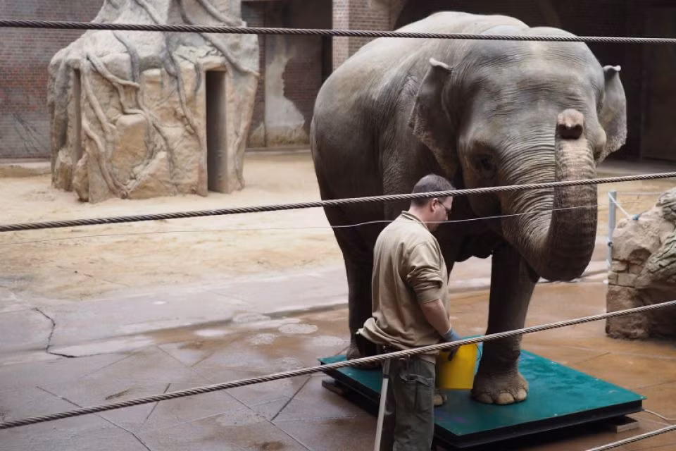 Hiện tại, trong khi chờ ngày khai hoa nở nhụy, ngày nào Hoa cũng được các chuyên gia ở đây dẫn đi chăm sóc đặc biệt. Ảnh: Leipzig.de.