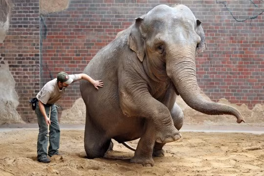 Chẳng những thế, khi mất bạn đồng hành, Hoa còn bị đàn xa cách, cô lập, thậm chí gây hấn.