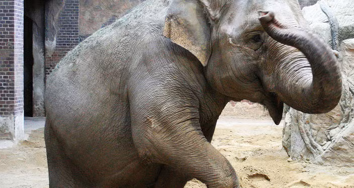 Hiện, Hoa đang mang thai lần thứ 2 và đang rất được kỳ vọng. Hoa mang thai lần đầu tiên ở tuổi 25, năm 2011, đối tượng phối giống là Naing Thein.