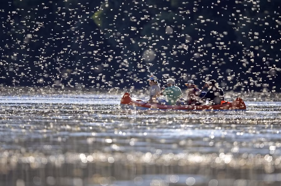 Tuy có phiền toái nhưng nhiều người cho biết đây là quang cảnh khá đẹp.