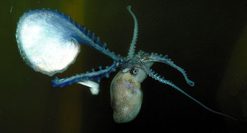 Tuy nhiên, sau khi thụ tinh theo cơ chế trên, con đực phải mất khá nhiều thời gian để có thể nuôi dưỡng lại “cánh tay” đó.