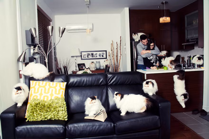  Được biết mục đích của bộ ảnh này là nhằm tôn vinh những người yêu mèo cuồng nhiệt. 