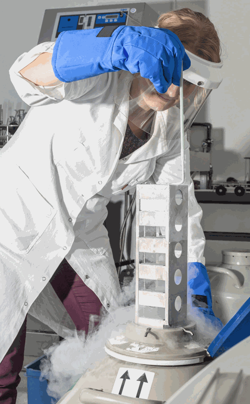 Sau đó, họ sử dụng 16 loại thuốc khác nhau để giúp cho tế bào không bị hư tổn sau khi chết trước khi rút hết máu và dịch cơ thể rồi bơm chất lỏng bảo vệ nội tạng vào thay thế. (Ảnh: Một nhà khoa học xử lý chất ni tơ lỏng, dung dịch chủ yếu để đông xác chờ phục sinh).