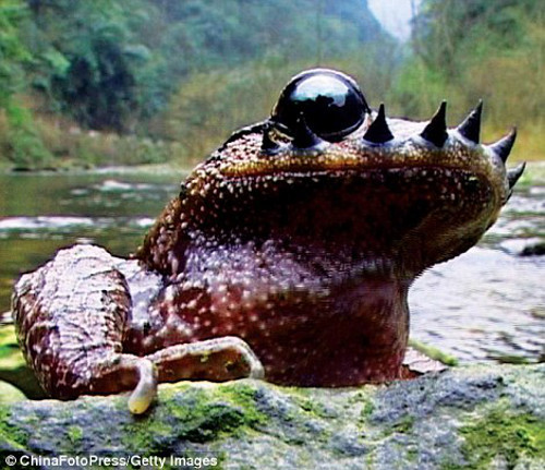 Con cóc xấu xí này tự hào với bộ "ria mép" trên miệng làm vũ khí tự vệ.