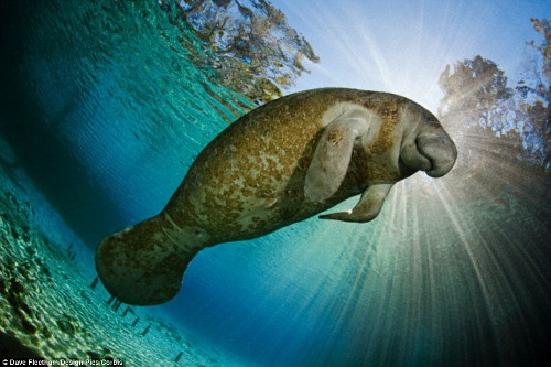 Con bò biển này có bộ lông siêu cảm biến. Bộ lông của nó có thể nhận biết đối tượng trong khoảng vài mét.