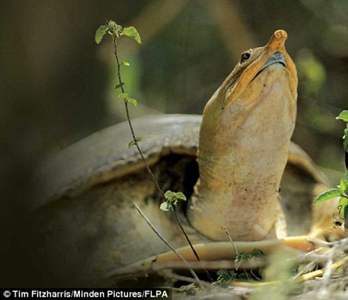 Đây là loài rùa duy nhất đến từ Trung Quốc đi tiểu qua đường miệng.