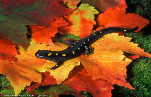Kỳ nhông đốm có trứng chứa tảo xanh đơn bào. Các nhà khoa học nghi ngờ có mối quan hệ cộng sinh trong chính cơ thể của nó. 