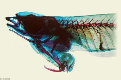  Cá đực bụng đầu Cửu Long ở Việt Nam này được xếp vào danh sách kỳ lạ vì có bộ phận sinh dục ở trên đầu. Khi gặp con cái, nó bơi gần và cố gắng giao phối.