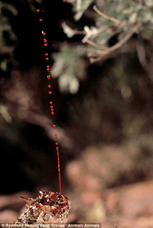 Dòng máu phun từ mắt thằn lằn quỷ gai có thể bắn xa tới 1,5m. 