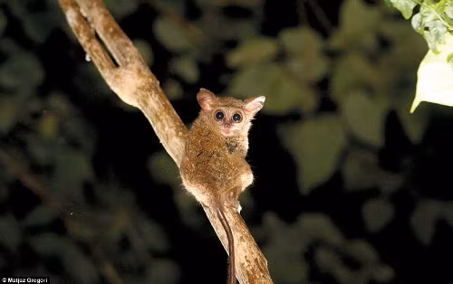 Khỉ lùn tarsier có đôi mắt lớn hơn so với bộ não của nó. Mắt của nó có đường kính 1,5 cm, trong khi toàn bộ chiều dài cơ thể chỉ đến 12 cm.