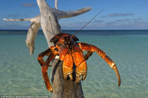  Loài cua dừa này có thói quen ăn cắp thực phẩm. Chúng cũng là động vật có chân đốt lớn nhất.