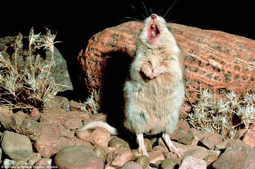  Con chuột xấu xí này thường tìm kiếm thịt tươi vào ban đêm và la hét khi bắt được con mồi.