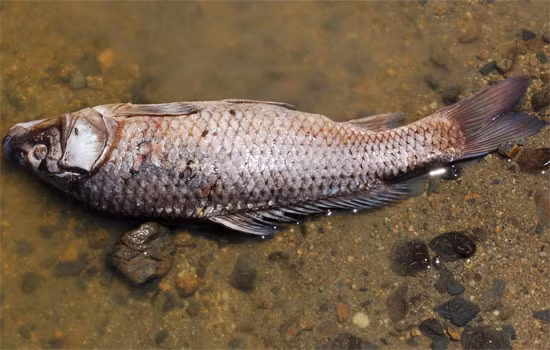 Trung Quốc cũng là nước từng nhiều lần chứng kiến thảm cảnh này. Năm 2013, trên sông Hoàng Phố thuộc Thượng Hải, hàng ngàn con cá chép chết đồng loạt, bốc mùi hôi thối khiến dân cư vô cùng khó chịu.