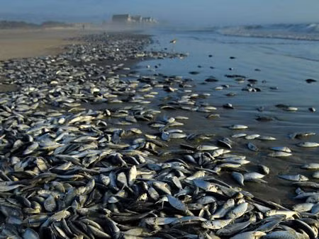 Năm 21013, hàng nghìn con cá chết đã trôi dạt vào một bãi biển trên đảo Pawleys ở nam California, Mỹ. Những con cá chết được xác định là cá mòi.