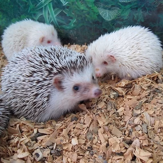 Một cặp “vợ chồng” nhím thường có hai con và cả hai “vợ chồng” cùng nhau chăm sóc nhím con. Nhím con khi mới sinh ra có những chiếc lông mềm và sẽ cứng dần sau một vài tiếng.