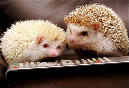 Sau hai tháng, nhím con sẽ rời cha mẹ và bắt đầu một cuộc sống tự lập.