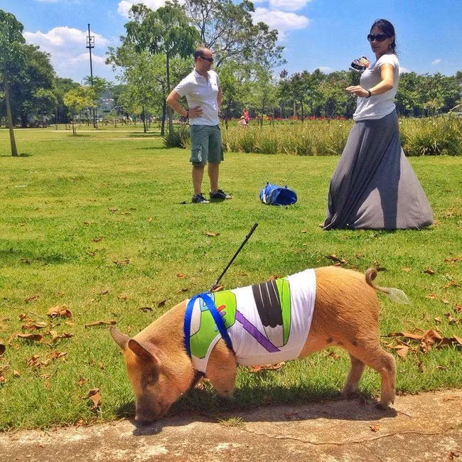 Hiện nay, Jamon dài khoảng hơn 70cm – tương đương với một con chó kích thước trung bình.