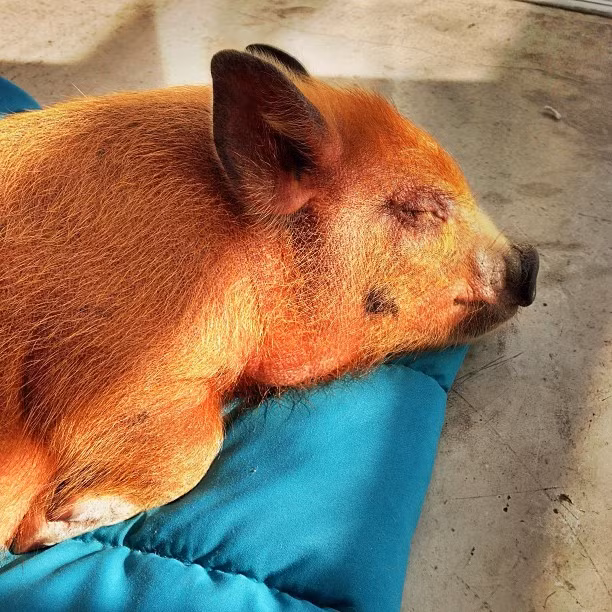 Đây chính là Jamon – con lợn xinh đẹp đang sống tại São Paulo, Brazil cùng với cha mẹ và em trai Nero. Jamon sinh năm 2013 và được cha mẹ, Dea và Dom, nhận nuôi lúc được 2 tháng rưỡi đem về coi như thú cưng.