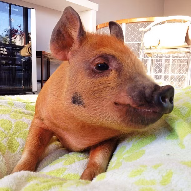 Nhưng với sự chăm sóc của cha mẹ, Jamon đang lớn lên từng ngày và hết sức khỏe mạnh.