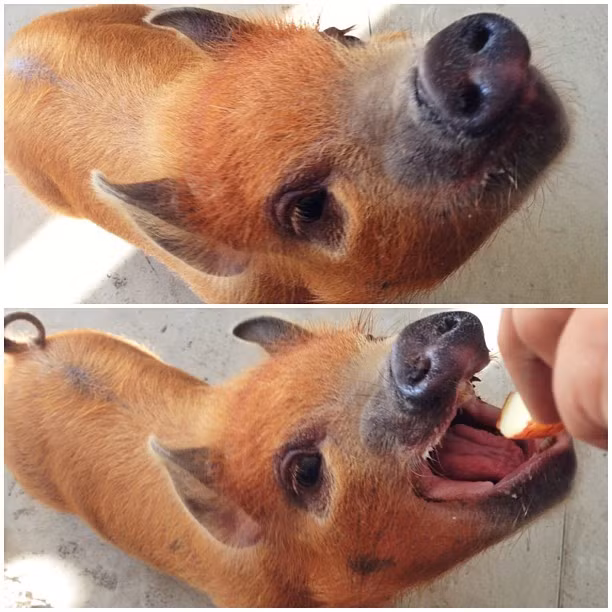 Jamon đã được lập riêng cho một tài khoản Facebook để đăng tải những hình ảnh đáng yêu này.