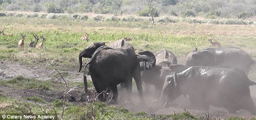 Dan voi cuu con sa lay vo tinh giam chet linh duong-Hinh-6