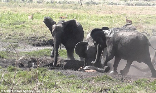 Dan voi cuu con sa lay vo tinh giam chet linh duong-Hinh-4