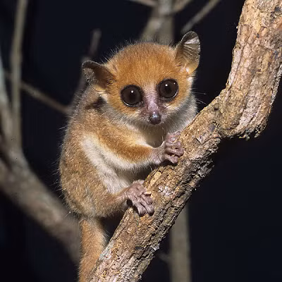 Loài vượn cáo nhỏ nhất được biết đến là Dwarf Mouse Lemur chỉ nặng 30 gram.