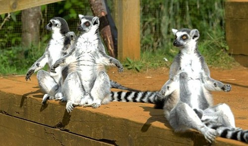 Trong số tất cả động vật linh trưởng thì vượn cáo có nhiều đặc điểm khác với con người nhất.