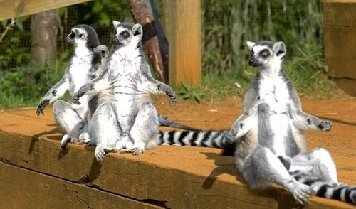 Trong số tất cả động vật linh trưởng thì vượn cáo có nhiều đặc điểm khác với con người nhất.