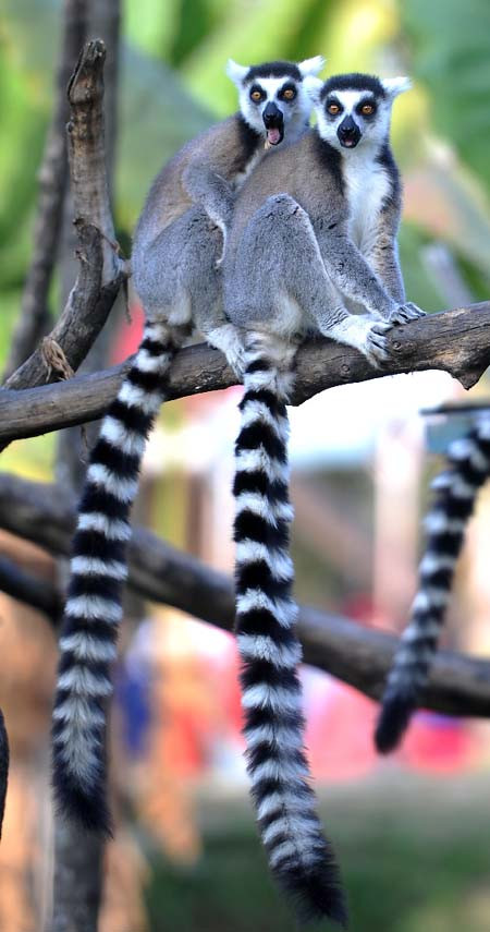 Vượn cáo giao tiếp với đồng loại của mình bằng mùi hương.Ngoài ra, chúng còn sử dụng đuôi của mình như một hình thức giao tiếp khác.